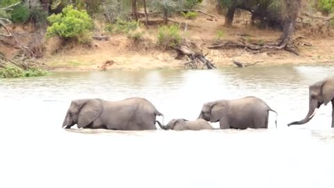 Baby elephant crossing1