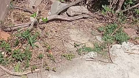 Funny small Snake running