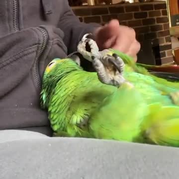 Bird world funny video 17