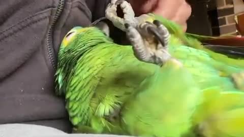 Bird world funny video 17