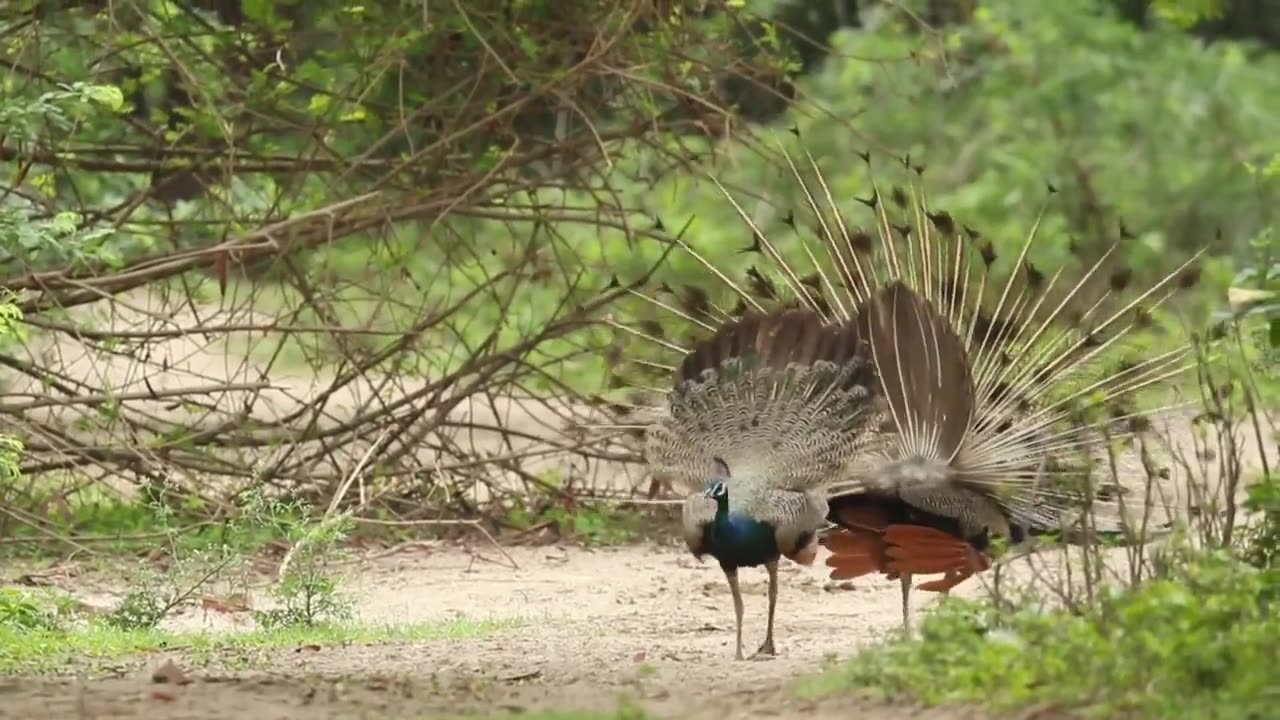 Peacock