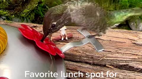 Favorite lunch spot for watching giant birds.