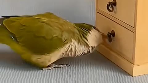 Smart little bird