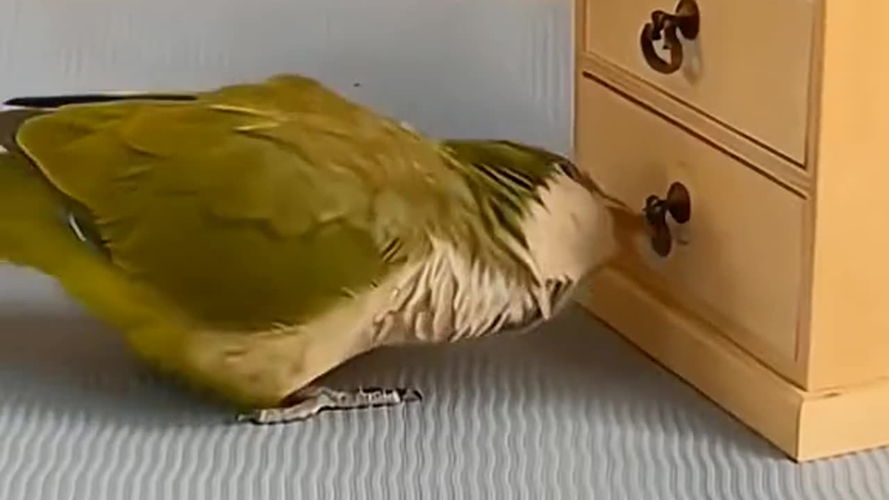 Smart little bird