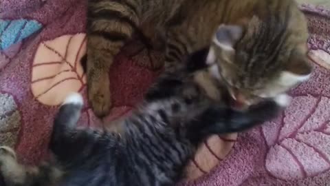 Angry daddy cat punishes kitten funny video