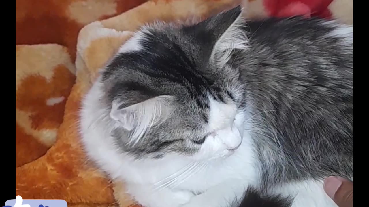 Cat sleeping in happy mod and feel ..........