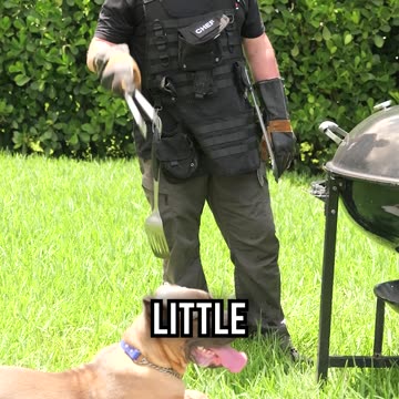 Grilling Safety for Your Pup This Labor Day