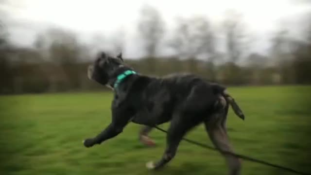 The things that you should do with your dog every single day🐶