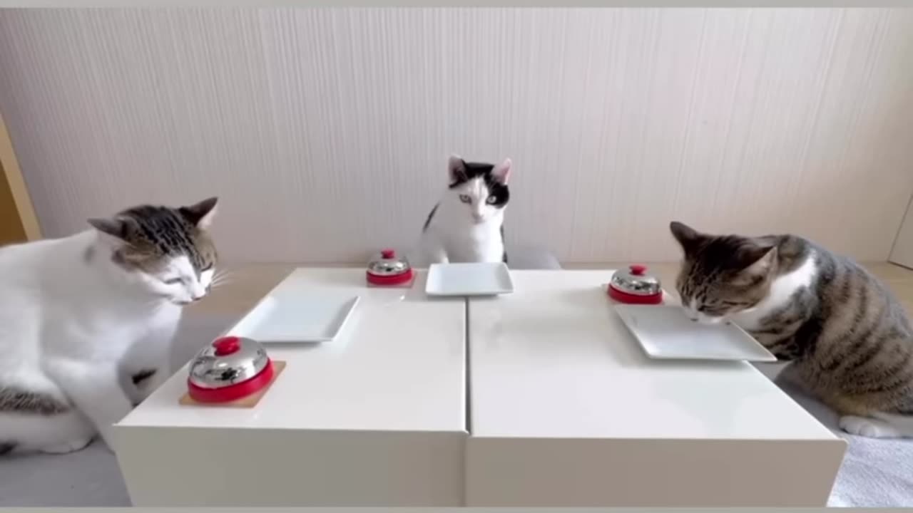 Clever Cats Ring Bell for Food!