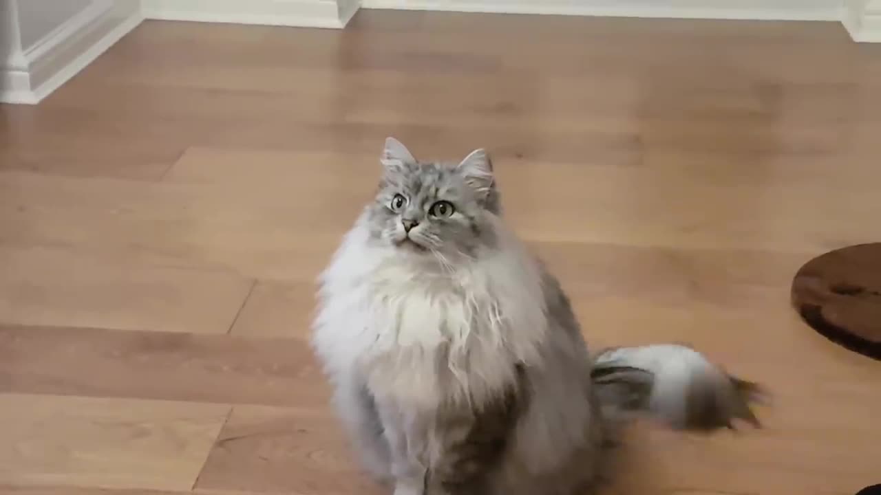 Siberian cat does back flips when instructed