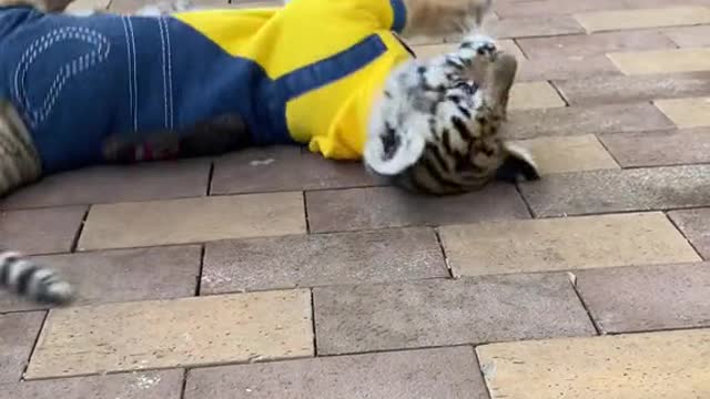 Little tiger