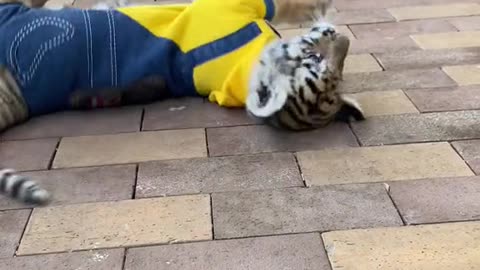 Little tiger