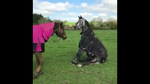 Cute And Funny Horse Videos Compilation cute moment of the horses - Funny Horses #1