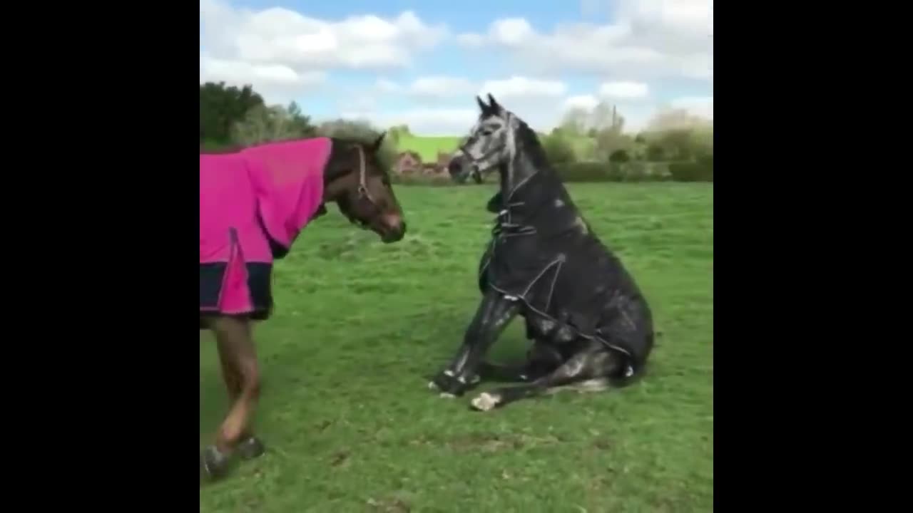 Cute And Funny Horse Videos Compilation cute moment of the horses - Funny Horses #1