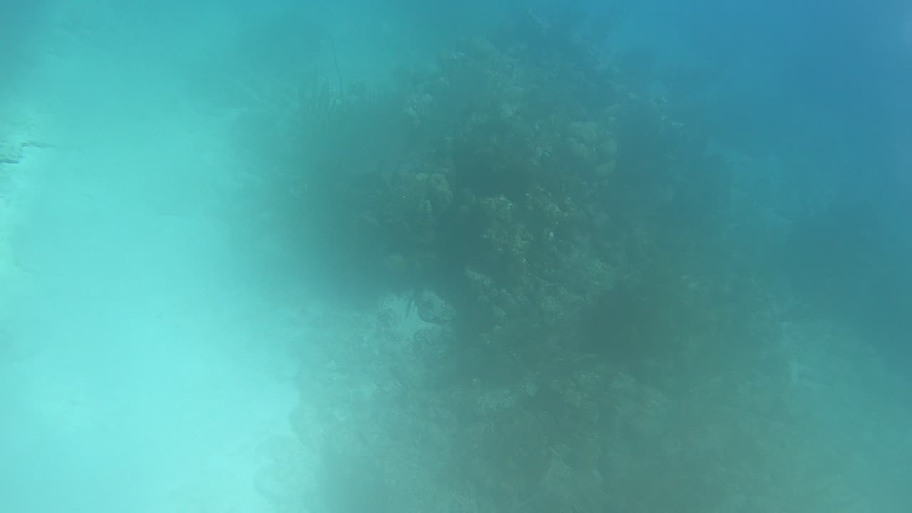 Chromis Reef #2, BVI