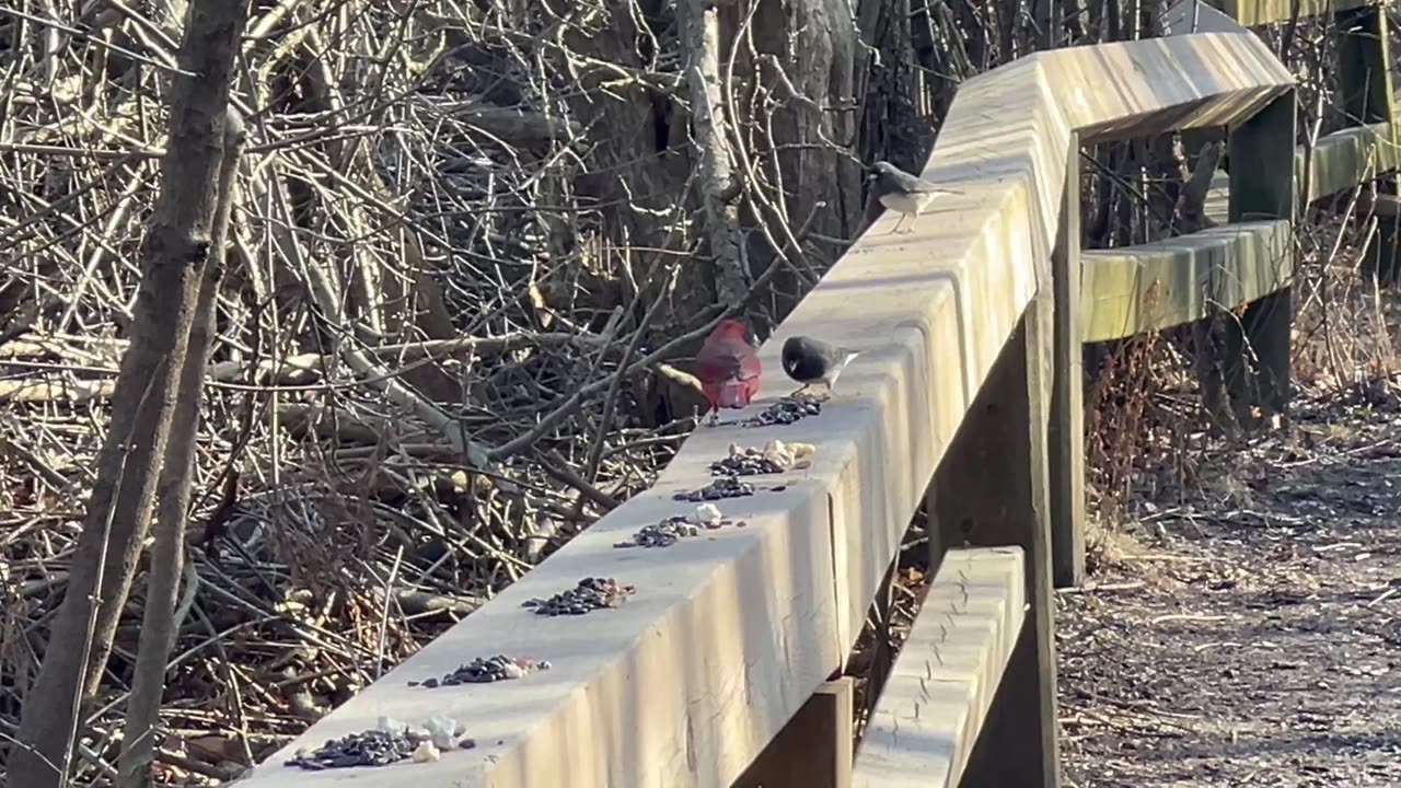 Male Cardinal at James Gardens Toronto