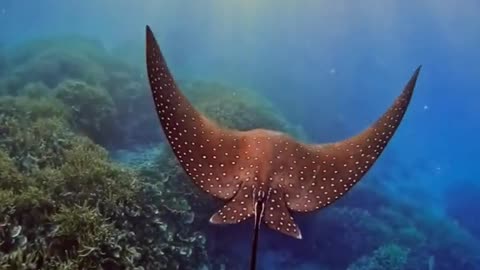 Best underwater Ocean fish video