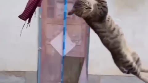 cat funny