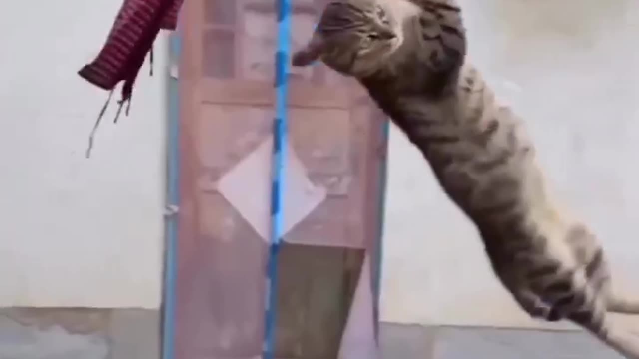 cat funny