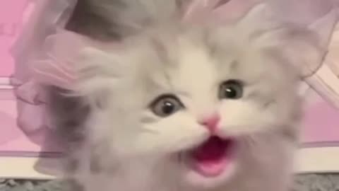 Cute cat