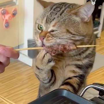 Cats eating ASMR!