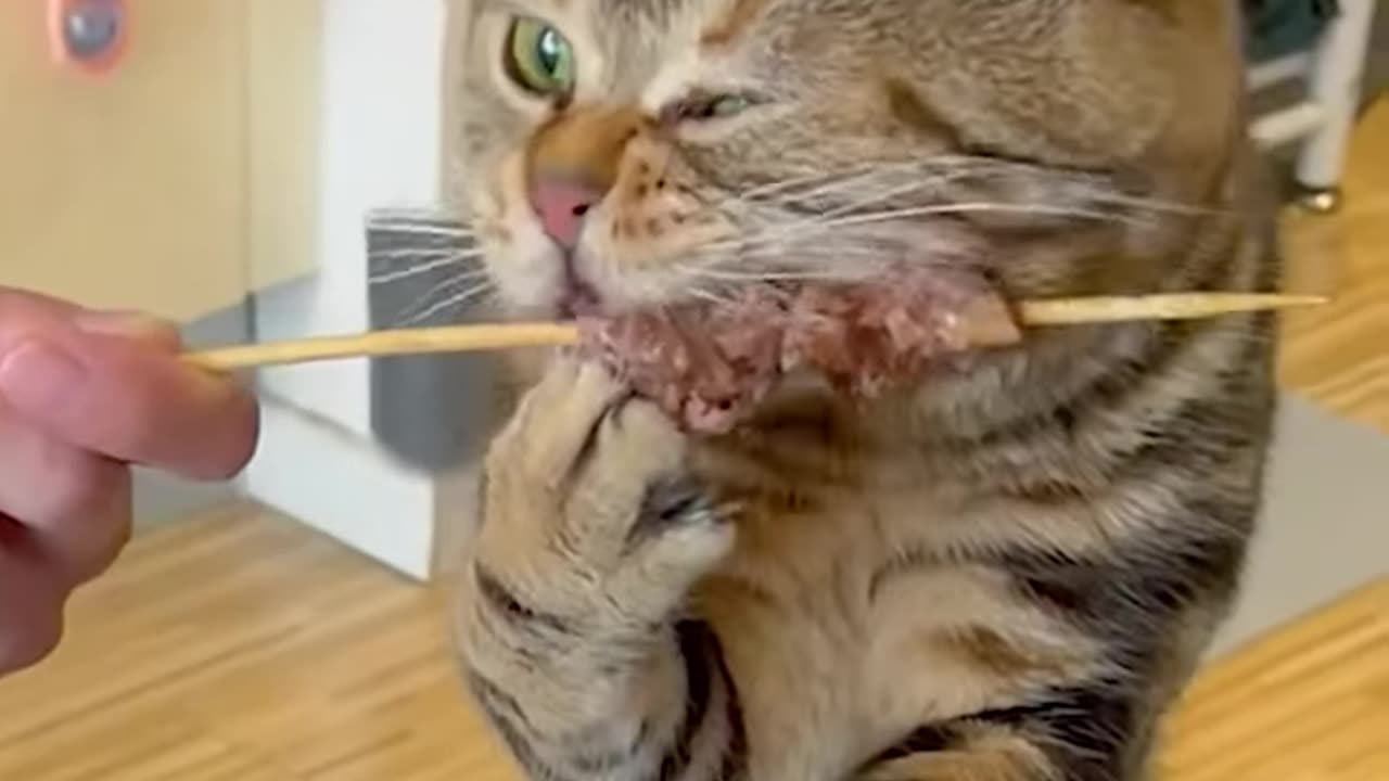 Cats eating ASMR!