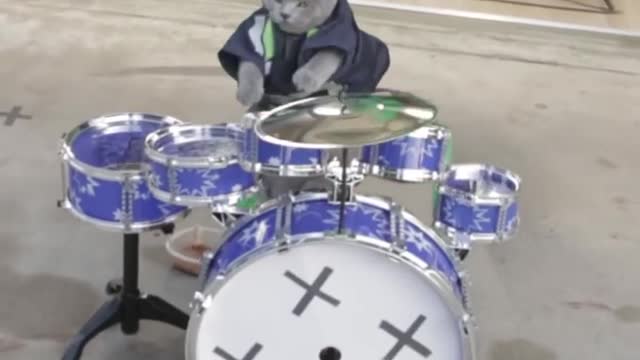 Cat Drum Solo