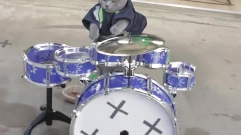 Cat Drum Solo