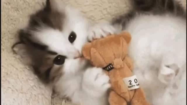 Cute Cat Gif
