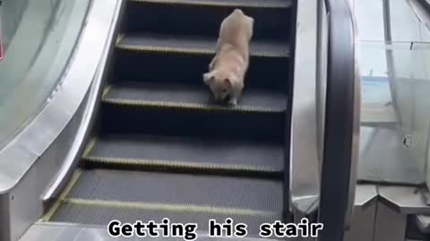 Getting his stair workout ine