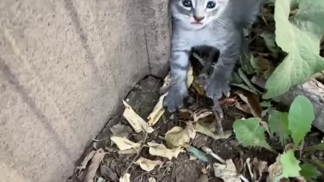 Spicy Kittens Reunited With Nursing Mother