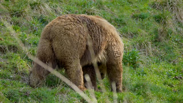 Brown Bear Bear Wild Dangerous Grass Wolf Down