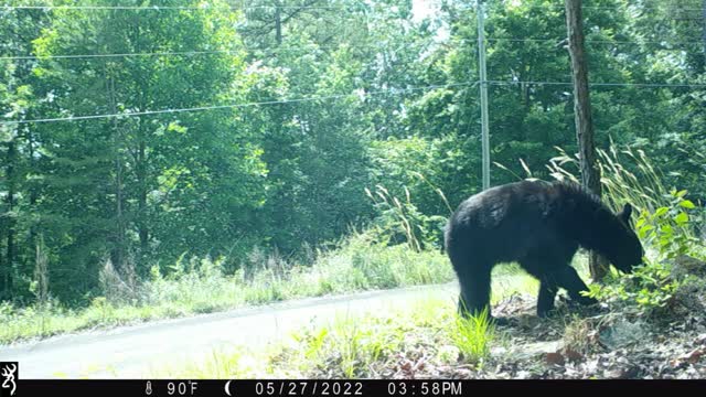 The Woods - 05/28/2022 Bear