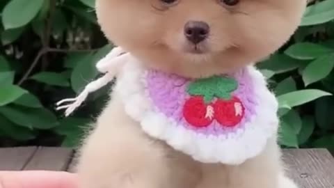 Very cute and little dog