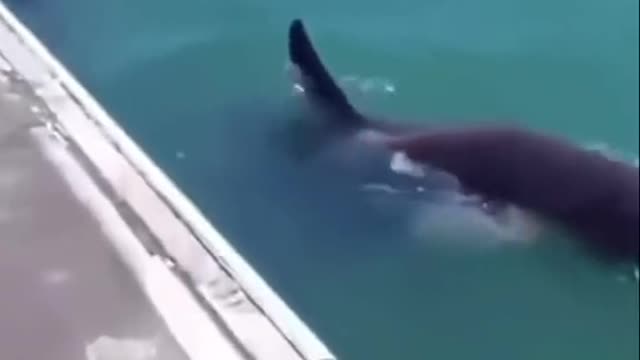 Orcas, how friendly can they be 🧡