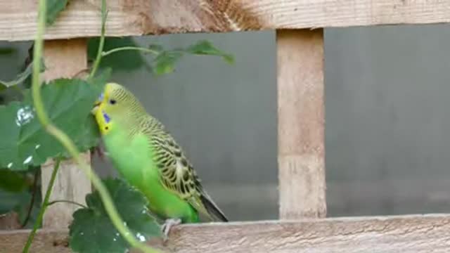 Green Funny Parrot