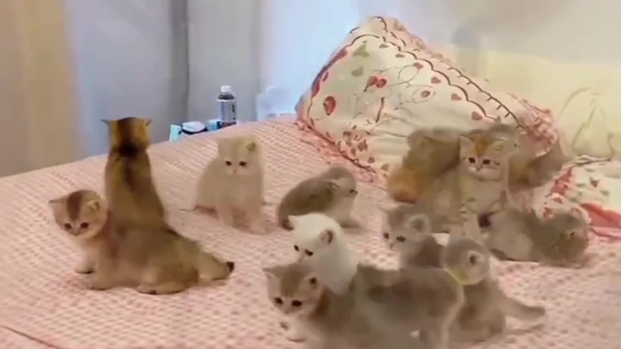 Cat 🐈 funny video