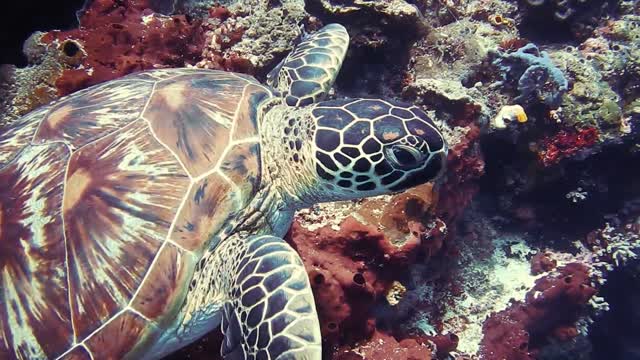 turtle in the sea