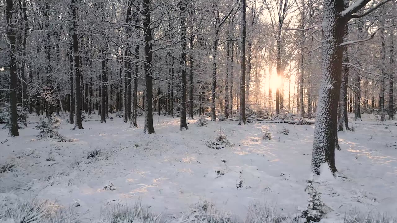 Snowy Forest (NCV)