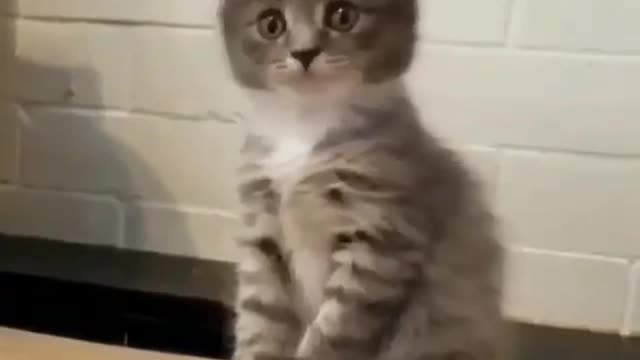 this kitten is so polite 😺|| cat memes