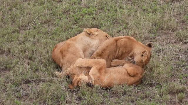 Lion and kids biting each other