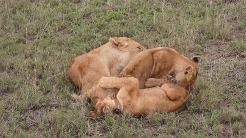 Lion and kids biting each other