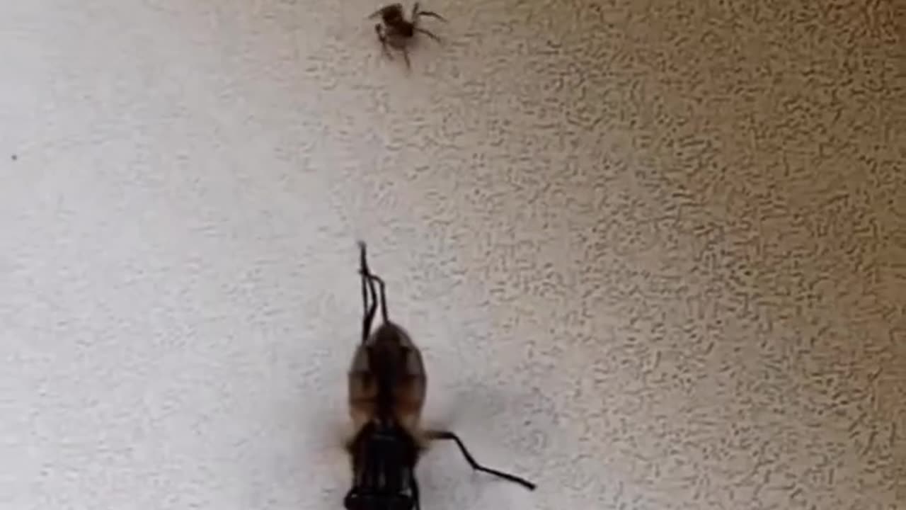 House fly vs spider