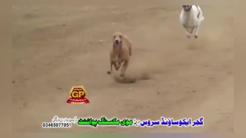 Dog race