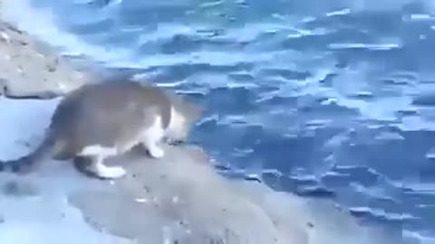 Smart Cat hunting Fish
