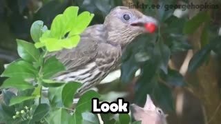 This bird looks like she's doing magic!