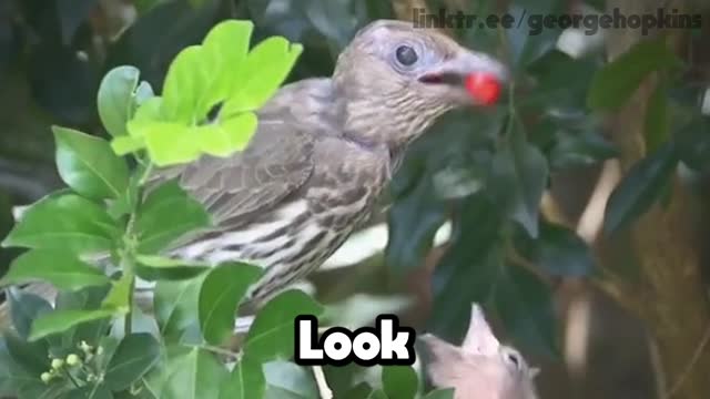 This bird looks like she's doing magic!