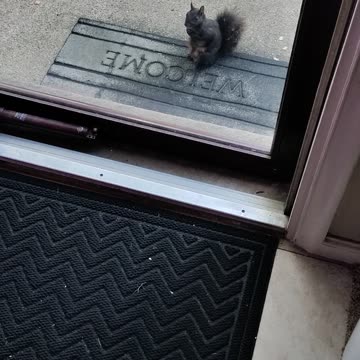 Rob Wolchek The Cat Looks At Squirrel, Dbn, MI, 9/14/23