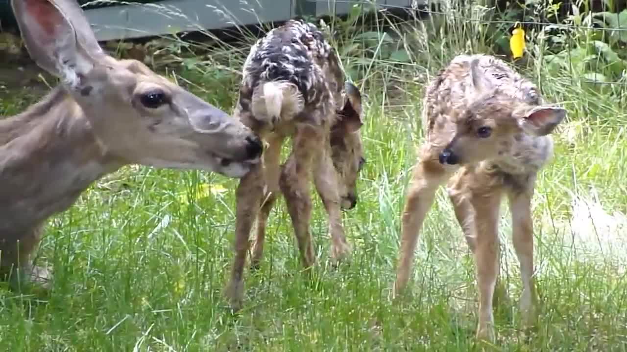 Twin fawns born in my backyard.