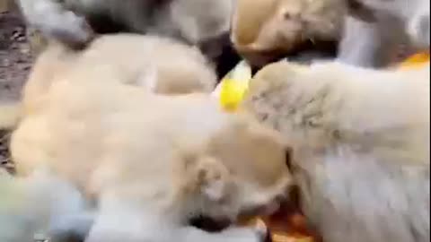 funny animals #shorts 08